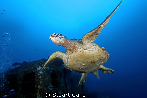 Green Sea Turtle (old male) taken on the ship wreck "Sea ... by Stuart Ganz 